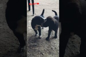#cute #puppies #youtube #youtubeshorts #pets #shortvideo #shorts #short #shortsviral #million #video