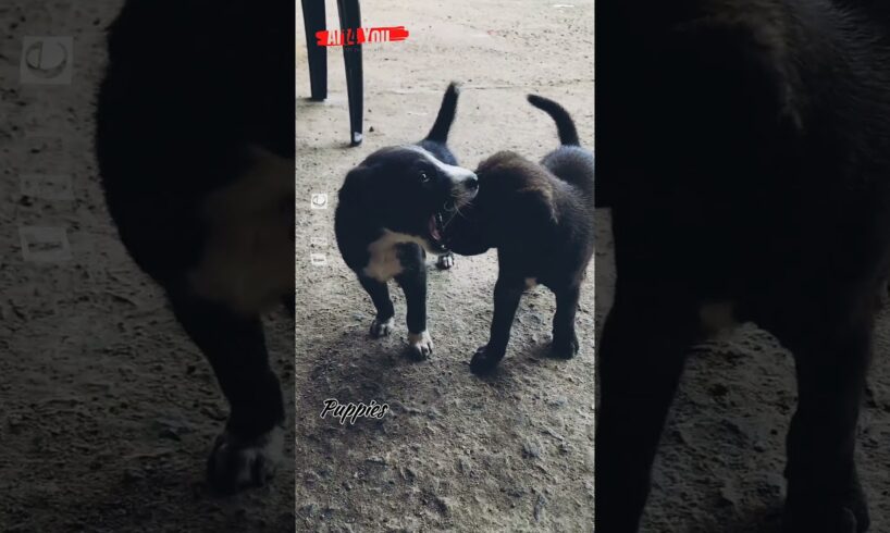 #cute #puppies #youtube #youtubeshorts #pets #shortvideo #shorts #short #shortsviral #million #video