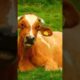#funnyanimalsounds #animalssounds #funny #cow #animals #cat #goat #animal #funnyanimal #cute