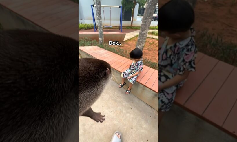 gimana ini dek😭😥 @Rubyfain12  #degen #berangberang #beranda #otter #animals #funny #lucu