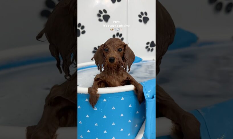 it’s puppy bath time! #puppy #shorts #asmr #blue #poodle #asmrvideo