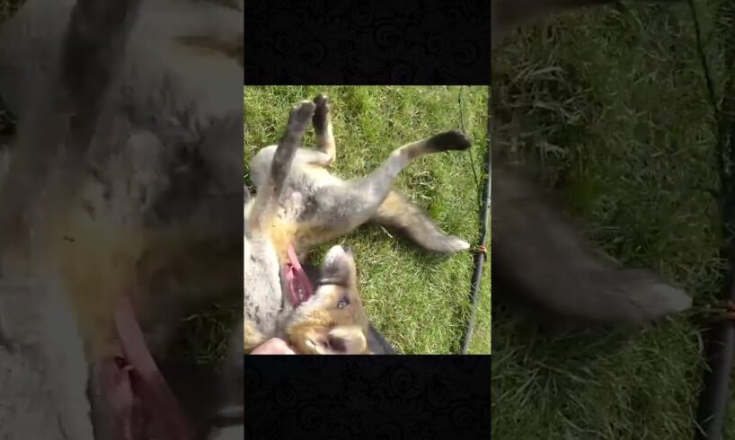 rescue the fox caught in the net and release it back to the wild