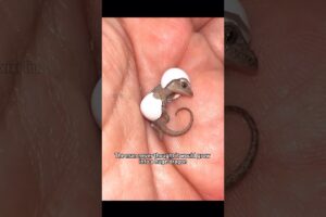 #shorts #shortsvideo #animals #animalshorts #rescue #healing #animalrescue #cute