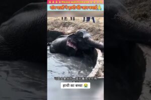 गांव वालों ने मिलकर हाथी के बच्चे की जान बचाई | #animal #animals #animallover #animalrescue