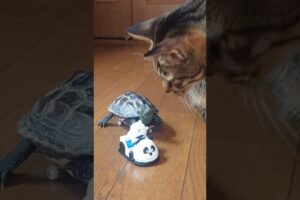 ミニカーで遊ぶ猫とスケボー亀【Cat and skateboard turtle playing together using mini cars】
