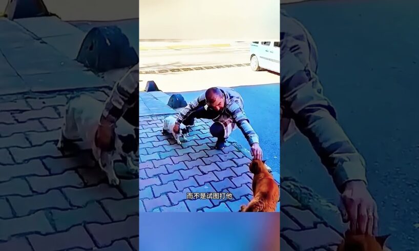 为猫而战的人 #animal #animalrescue #animallover #rescue #cat