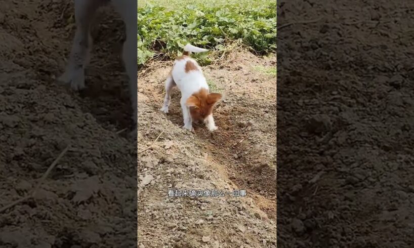 教楼主挖坑 #animal #animalrescue #rescue #animallover #dog