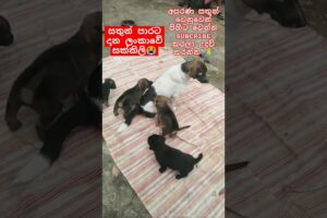 Baby Dogs❤Cute puppies මනුදමි පිරැණු අය එකතුවෙමු🙏❤ #shorts #trending #dog #love