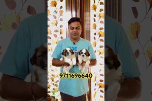 😳😱4000 Price Dwon Extraordinary Quality Shih tzu Puppies /Shih tzu puppies price in India
