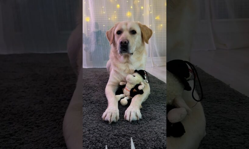 9️⃣🙈 POSZUKIWANIA! 🐑#labrador #labradorretriever #funny #comedy #śmiesznefilmiki #funnydogs