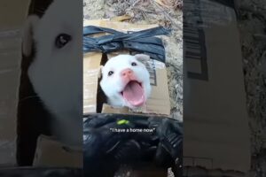 A man meets a stray puppy by chance #shortsvideo #shorts #animals #animalrescue #rescue #cute