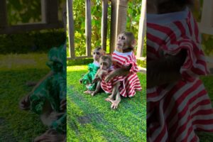 All baby sit play together #shorts #youtubeshorts #love #monkey #animals #pets