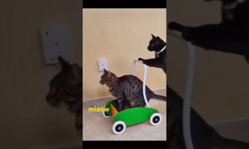Cat Play Funny #cat #kitten #catlover #cute #funny #pets #cutecat #animallover #animals #dog
