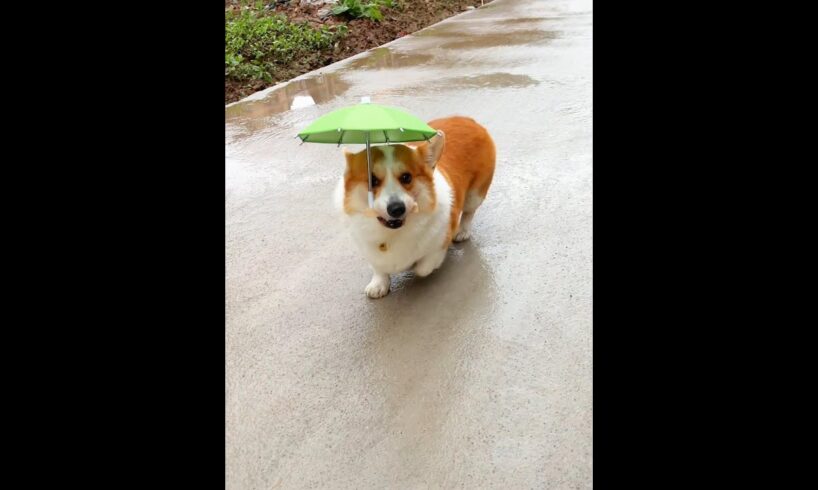 Cute Puppies 🥰♥ super funny Corgi ♥ #shorts #2024