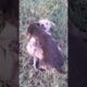 Cute Puppies 🤩#ytshortsvideo #cutepuppy