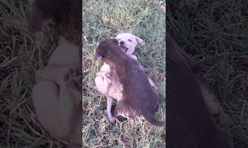 Cute Puppies 🤩#ytshortsvideo #cutepuppy