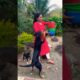 Cute dog #doglover #puppy #labrado #shortvideo #