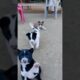 Cute puppies / dog #dog #cute #puppy #puppies