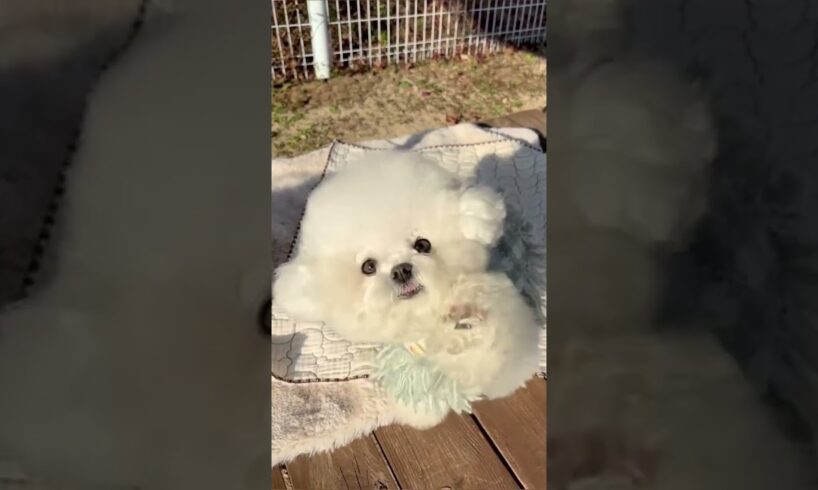 Cute puppies in sunny day #cute #cutespets #cuteanimal #cutepets101 #pets #puppy
