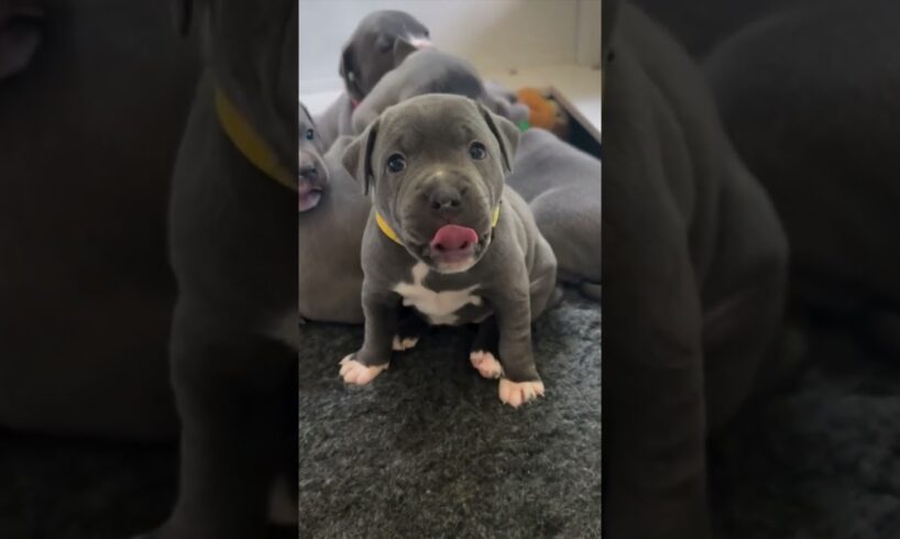 Cute puppies | niedliche Welpen #cute  #dog  #puppy  #love   #animals #shorts