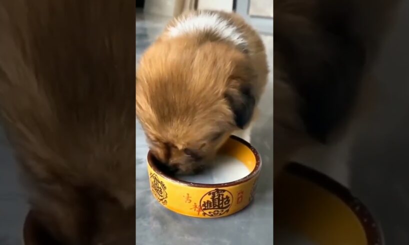 Cute puppies voice video 🐾🐕 #puppyvideos #cutealert #cutepup #puppypic #puppyeyes ❤️❤️❤️