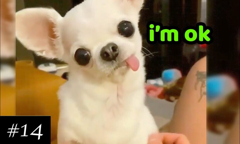 Cutest & Funniest Chihuahuas ๐ | Dogs Compilation | 10 minutes of laugh | Chihuahua Puppies