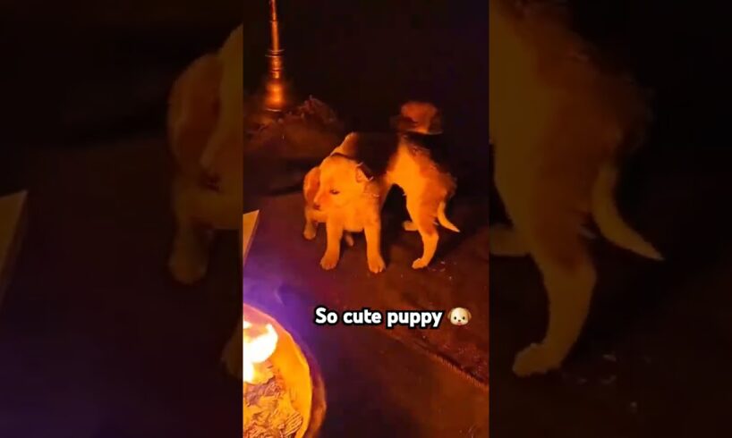 Cutest Puppies Ever