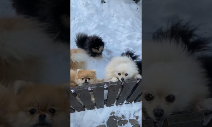 Cutest Puppies Ever! 🐾 Watch These Adorable Puppy Moments #shorts #cutepuppies