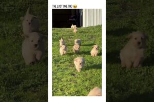 Cutest puppies Ever!🥰💖 #puppy #shorts #dogs