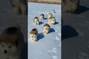 Cutest puppies attack 😍 #puppy #dog #dogs #doglover #animals