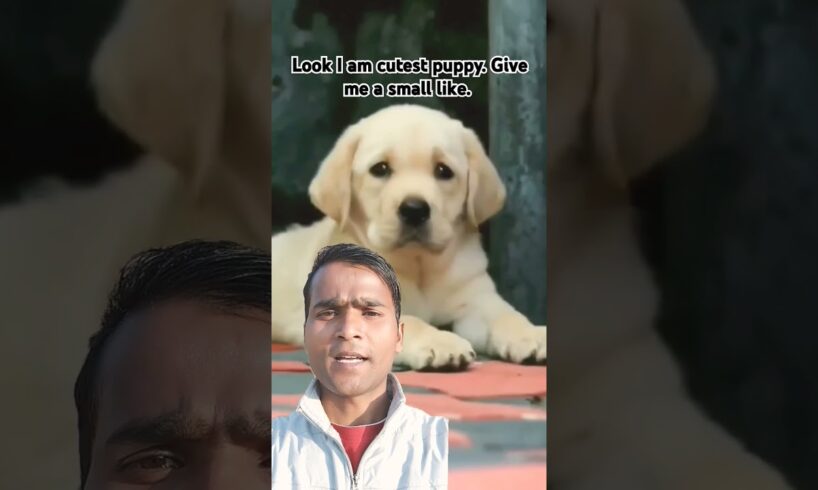 Cutest puppy #puppylove #dog #dogs #doglife #doglover #cute #shorts  #labrador #puppies #dog #pets