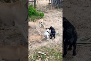 Dog playing #puppy #doglover #cute #animals #funny #doglove #dog #barking #love #shortvideo #top