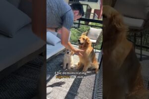 Dog teaches puppy how to high-five #goldenretriever #dog