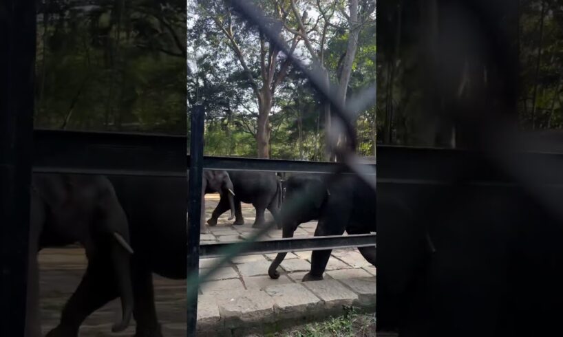 Elephants Fight|Bannerghatta Zoo, Bangalore|Cute Animal fights|#funnyvideo #animals #fighting #trend