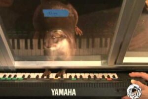 Freshwater otter plays piano