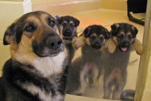 Funny and Cute German Shepherd Puppies Compilation Puppy Videos 2024