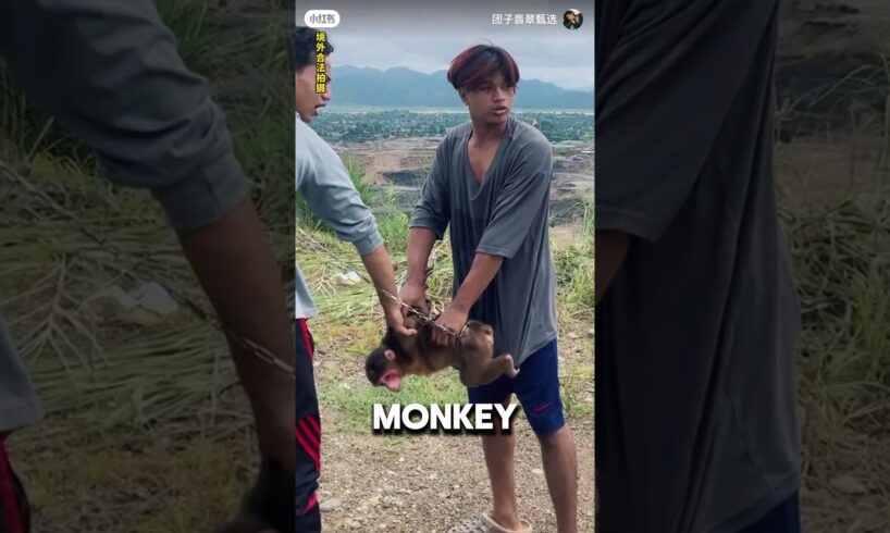 Girl Saves Monkey From Unfortunate Fate ❤️#animalshorts #animals #wholesome