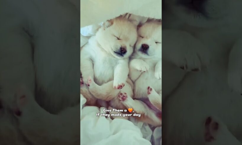 Give Them your ❤️/Cutest Puppies #dogs #pets #goldenretriever #puppy #shorts