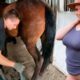 🐴HORSE WITH A BROKEN HOOF — Headed for Slaughter? Horse Hoof Restoration! #HorseCare