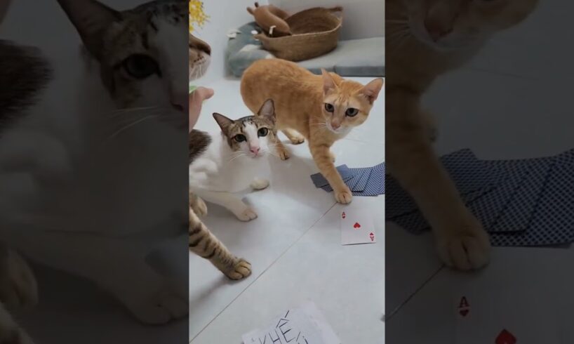 Khế thúi bị ăn cắp chất xám. Nhưng!! #khethui #funnycats #animals #cats