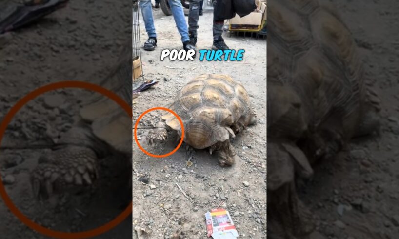 Kind Man Rescues Tied-Up Turtle and Gives It a Loving Home