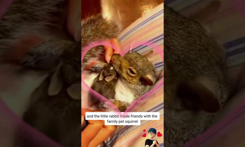 Kind man rescued a little baby rabbit #animals #rescue #animalrescue #animalshorts