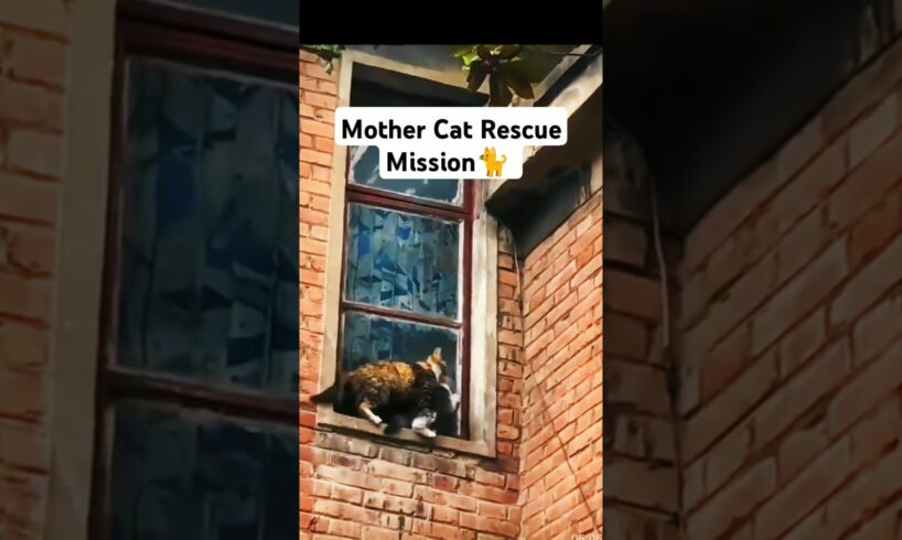 MIRACLE REUNION! Mother Cat's Incredible Rescue Mission to Save Her Kitten