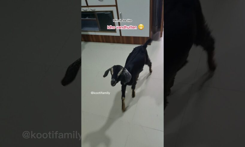 Minnie : Idho vandhutten abi😍  #kootifamily #goats #babygoat #funnygoats #pets #petlove #tamil