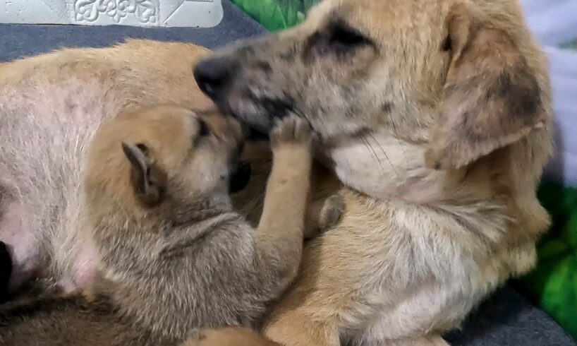 Mother Dog Drinks Milk To Serve Her Beloved Puppies - Cute Puppies