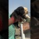 Mother 🥰#shorts #doglover #viralvideo #viralshorts #pets #animals