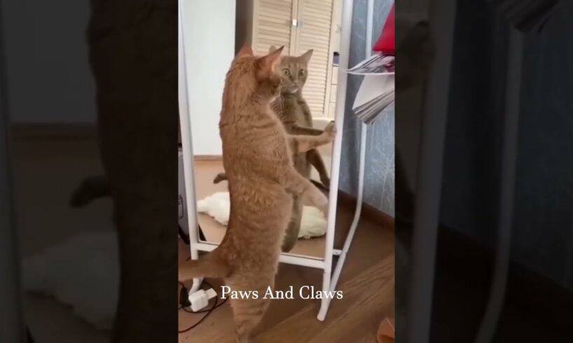 (Must Watch) Cutest Puppies and Kittens Ever! Adorable Pet Moments to Brighten Your Day #9