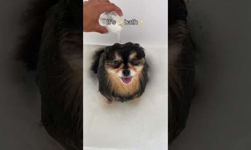 My Pomeranian Loves To Take Baths 🛁 #shorts #dog
