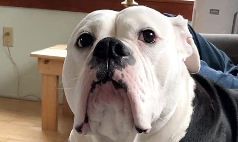 Nervous dog sweetly holds hand for comfort