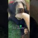Play with bear #shorts #wildlifefight #animals